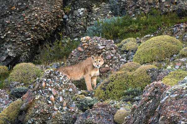 Cougar (Felis concolor patagonica) wbl. Torres del Paine NP, Chile, Torres del Paine NP, South America