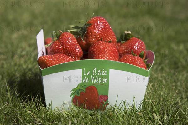 Box filled with the famous fraises de Wépion, Belgian capital of the strawberry near Namur, Belgium, Europe