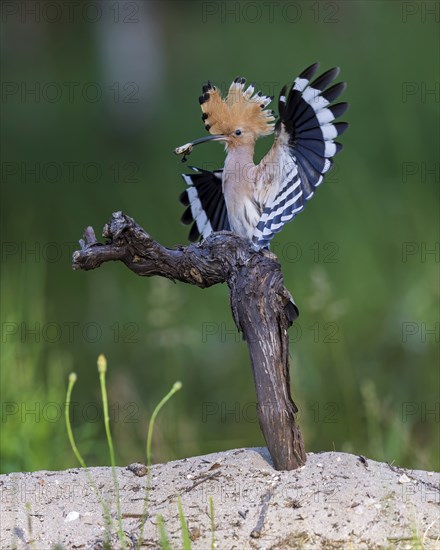 Hoopoe (Upupa epops) with food for the young birds, with beetle larva as prey, adult bird, Bird of the Year 2022, erected cap, grapevine, heathland, sand hill, sand bath, Middle Elbe Biosphere Reserve, Saxony-Anhalt, Germany, Europe
