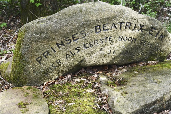 NL, Eesergroen: Spring shapes the landscape, cities and people in the province of Drenthe in the Netherlands. Memorial oak for Princess Beatrix (later Queen NL) NL, Eesergroen: Spring shapes the landscape, cities and people in the province of Drenthe in the Netherlands