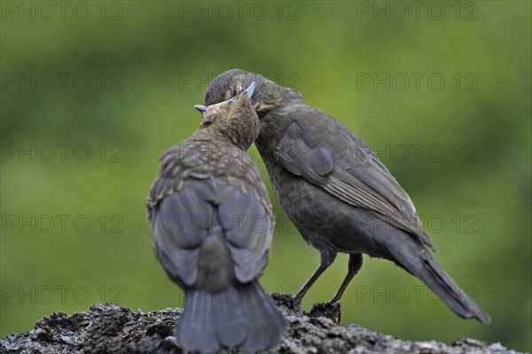 Common Blackbird (Turdus merula) female feeding juvenile whilst using the nictitating membrane for protection of the eye, Belgium, Europe