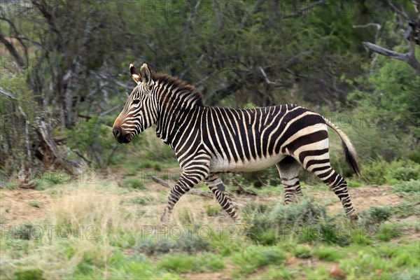 Cape Mountain Zebra (Equus zebra zebra), adult, running, foraging, Mountain Zebra National Park, Eastern Cape, South Africa, Africa