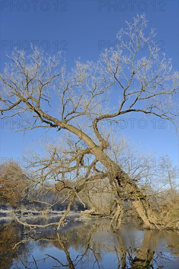 River landscape in winter with hoarfrost, reflection on the water surface, blue sky, North Rhine-Westphalia, Germany, Europe