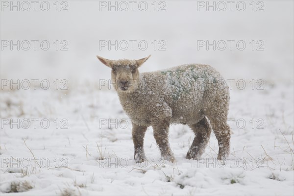 Domestic sheep (Ovis aries) juvenile lamb farm animal standing in a snow covered grass field, England, United Kingdom, Europe