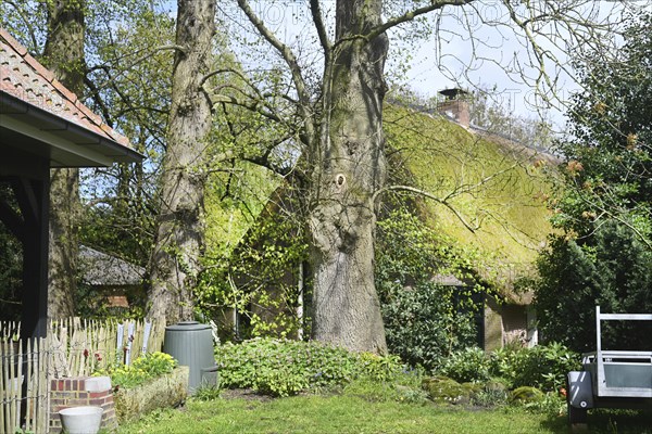 NL, Eesergroen: Spring characterises the landscape, towns and people in the province of Drenthe in the Netherlands. The picturesque village of Ees in Drenthe. NL, Eesergroen: Spring shapes the landscape, cities and people in the province of Drenthe in the Netherlands