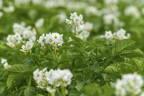 Potato (Solanum tuberosum) flowering, potato field, Baden-Württemberg, Germany, Europe