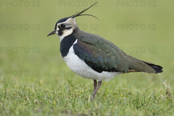 Northern lapwing (Vanellus vanellus) adult bird on grassland, Lincolnshire, England, United Kingdom, Europe