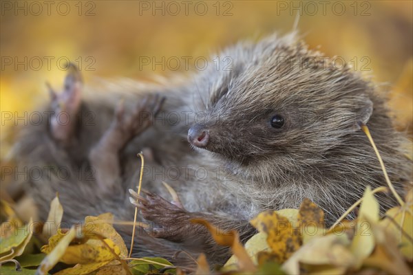European hedgehog (Erinaceus europaeus) adult animal resting on fallen autumn leaves, Suffolk, England, United Kingdom, Europe