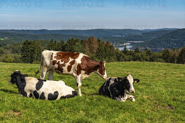 Landscape above the village of Woffelsbach, cattle pasture, view to the east, Rursee, Eifel National Park, North Rhine-Westphalia, Germany, Europe