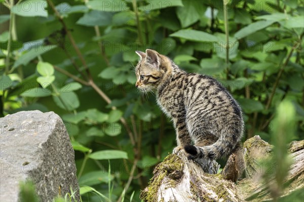 A kitten sits on a tree trunk and looks to the side into a green forest, wildcat (Felis silvestris), kittens, Germany, Europe