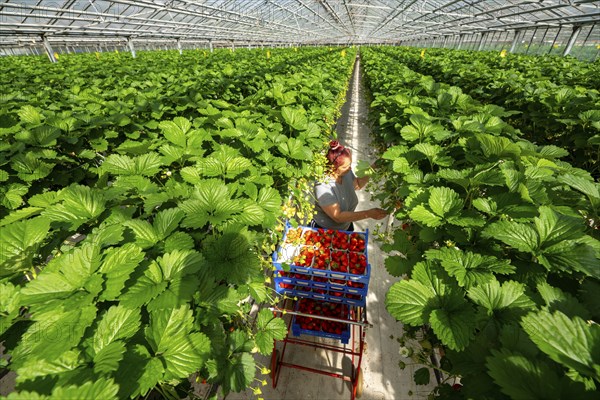 Harvesting strawberries, harvest helper, strawberry cultivation in the greenhouse, young strawberry plants grow up, in different stages of ripeness are watered individually by drip irrigation and supplied with nutrients, they grow in a substrate culture in raised beds, near Dormagen, Rhineland, North Rhine-Westphalia, Germany, Europe