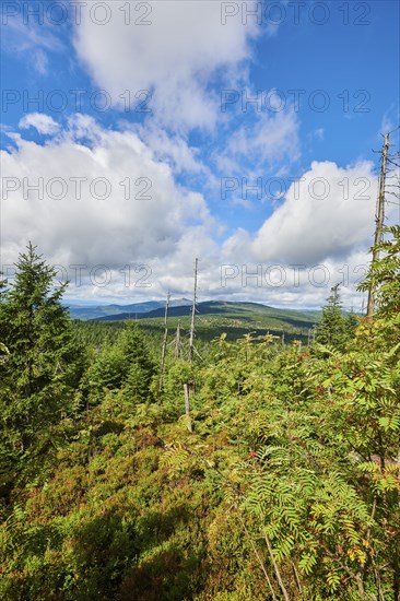 Vegetation with Norway spruce (Picea abies) and colored European blueberry (Vaccinium myrtillus) on Mount Lusen in late summer, Bavarian Forest, Bavaria, Germany, Europe