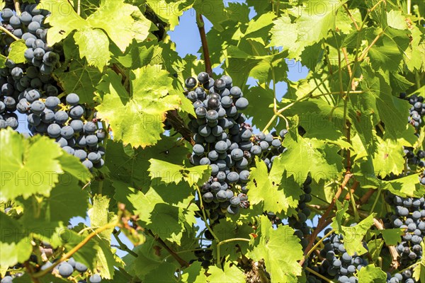Ripe Dornfelder grapes in the Palatinate. The 2023 vintage is exceptionally good