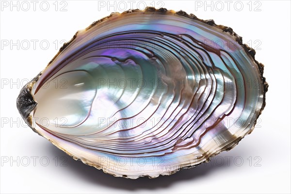 Abalone shell on white background. KI generiert, generiert, AI generated