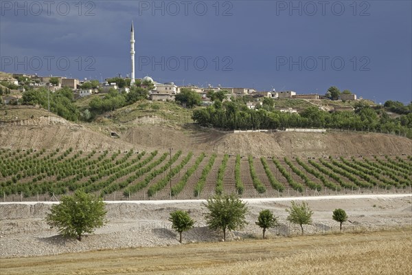Vineyard and minaret in rural village in Anatolia, Turkey, Asia