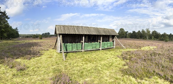 Beehives (for heather honey) in the Lüneburg Heath, Undeloh, Lower Saxony, Germany, Europe