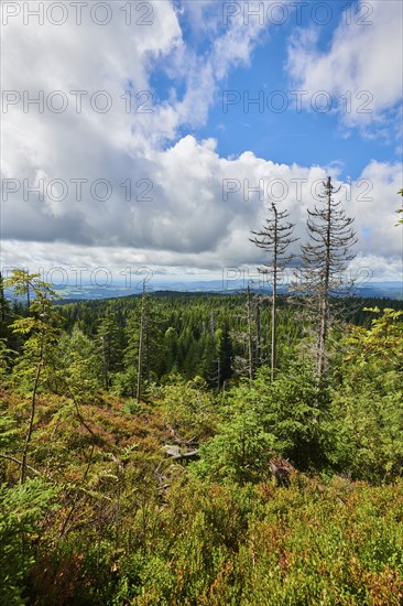 Vegetation with Norway spruce (Picea abies) and colored European blueberry (Vaccinium myrtillus) on Mount Lusen in late summer, Bavarian Forest, Bavaria, Germany, Europe