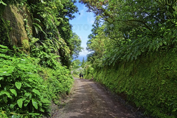 The Caldeira das Sete Cidades crater circular trail winds its way through a green corridor of trees and plants, Caldeira das Sete Cidades, Sete Cidades, Sao Miguel Island, Azores, Portugal, Europe