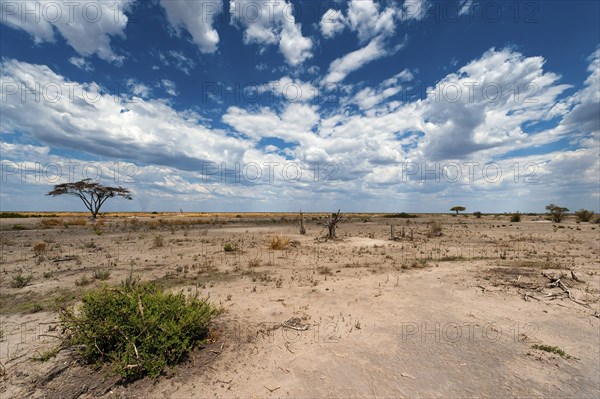 Dry landscape, drought, heat, climate, climate change, steppe, drought, heat, global warming, Savuti Region, Chobe National Park, Botswana, Africa