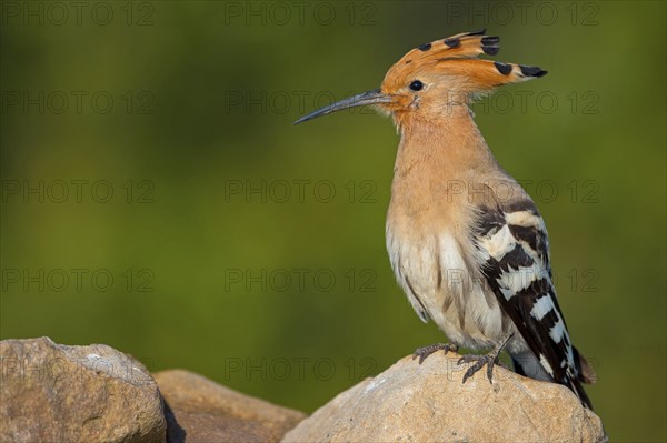 Hoopoe, (Upupa epops), on a perch, family Hoopoes, early raptors, Hides de El Taray / Lesser Kestrel Hide, Villafranca de los Caballeros, Castilla La Mancha / Toledo, Spain, Europe