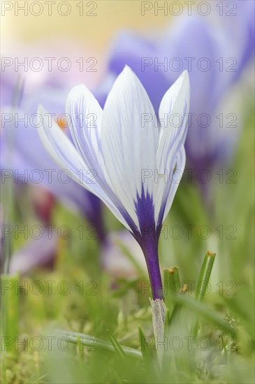 Flowering crocus (Crocus spec.) in spring, North Rhine-Westphalia, Germany, Europe