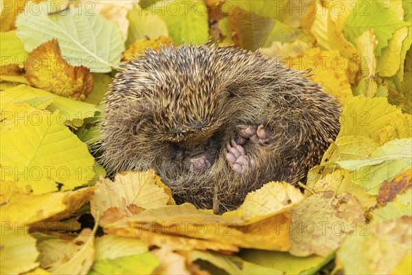 European hedgehog (Erinaceus europaeus) adult animal sleeping on fallen autumn leaves, Suffolk, England, United Kingdom, Europe