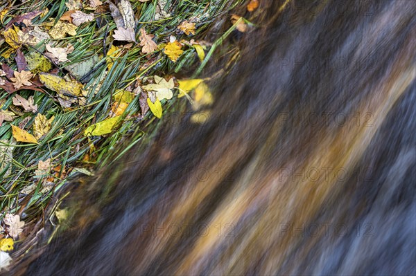 Autumn leaves in the water of the Hunte, water, autumn, Oldenburg district, Dötingen, Lower Saxony, Germany, Europe