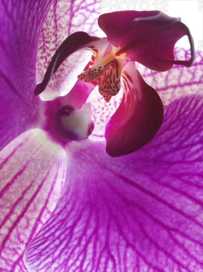 Purple orchid (Phalaenopsis), detail, macro shot
