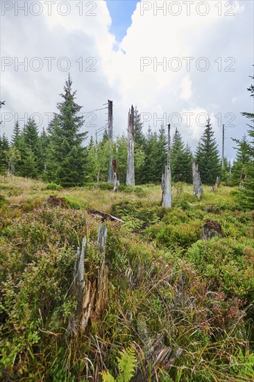 Vegetation with Norway spruce (Picea abies) and colored European blueberry (Vaccinium myrtillus) on Mount Lusen in late summer, Bavarian Forest, Bavaria, Germany, Europe