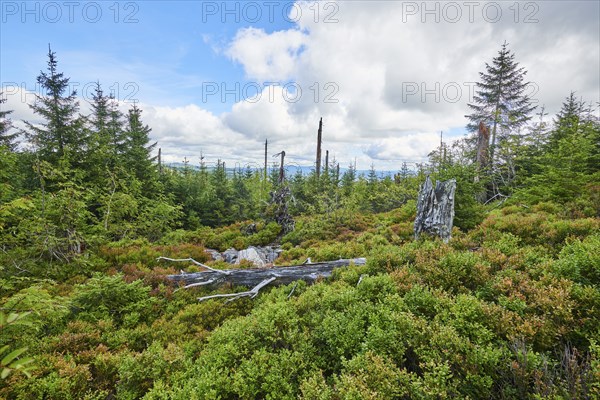 Vegetation with Norway spruce (Picea abies) and colored European blueberry (Vaccinium myrtillus) on Mount Lusen in late summer, Bavarian Forest, Bavaria, Germany, Europe
