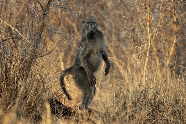 Bear baboon (Papio ursinus), Chakma baboon, adult, standing upright, foraging, Kruger National Park, Kruger National Park, Krugerpark, South Africa, Africa