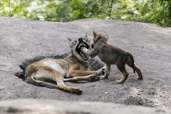 A young actively playing with a lying wolf while it opens its mouth, European grey gray wolf (Canis lupus), Germany, Europe