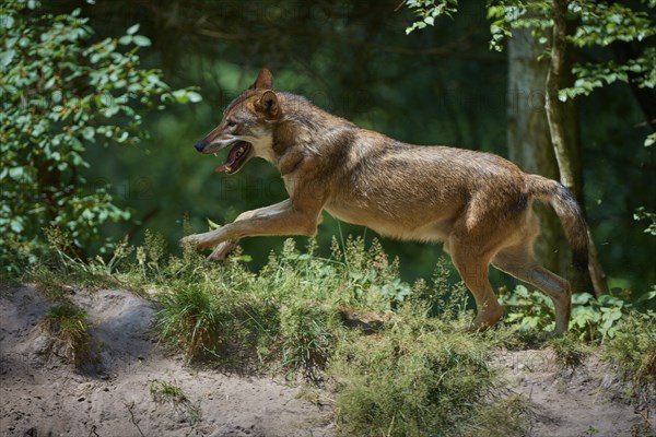 Gray wolf (Canis lupus), jumping in the forest, on a sandy hill, surrounded by green leaves and trees, summer, Germany, Europe