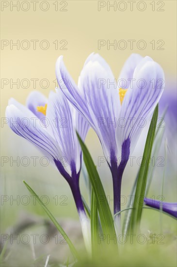 Crocuses (Crocus spec.) in bloom in spring, North Rhine-Westphalia, Germany, Europe