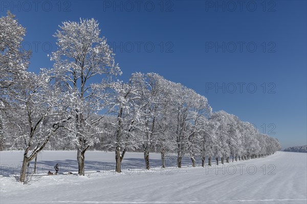 Tree avenue St. Johann, Swabian Alb, Baden-Württemberg, Germany, Swabian Alb, Baden-Württemberg, Germany, Europe