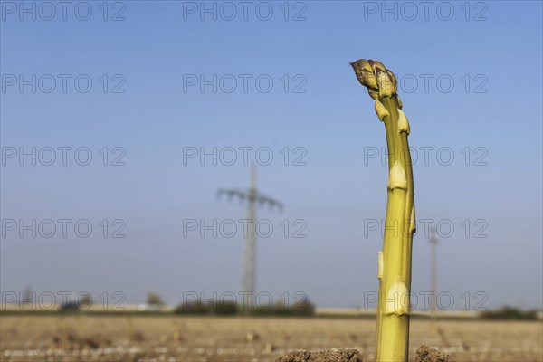 Green asparagus in the field against a blue sky
