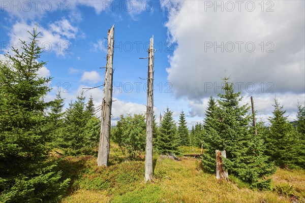 Vegetation with Norway spruce (Picea abies) and colored European blueberry (Vaccinium myrtillus) on Mount Lusen in late summer, Bavarian Forest, Bavaria, Germany, Europe
