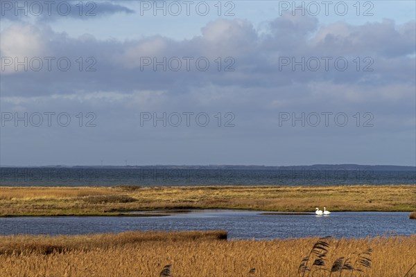 Reed grass, swans, Baltic Sea, Geltinger Birk, Gelting, Schleswig-Holstein, Germany, Europe