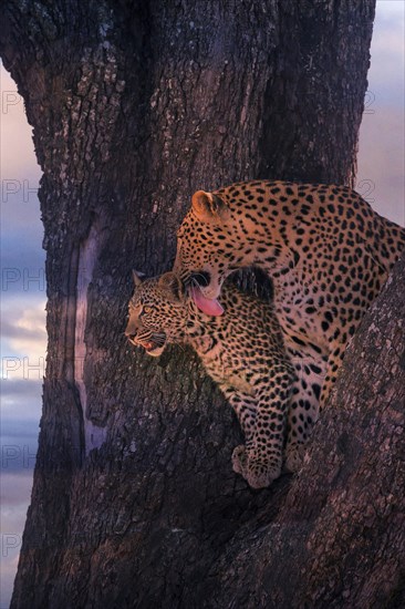 Leopard, with young, 6 months, old, Panthera pardus, Botswana, Botswana, Botswana, Africa