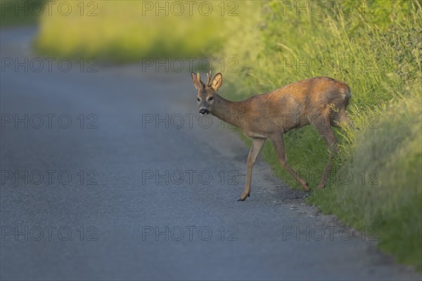 Roe deer (Capreolus capreolus) adult male buck animal preparing to walk across a country road, Suffolk, England, United Kingdom, Europe
