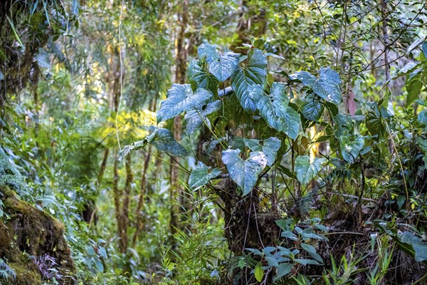 Dense vegetation in the cloud forest, mountain rainforest, Parque Nacional Los Quetzales, Costa Rica, Central America