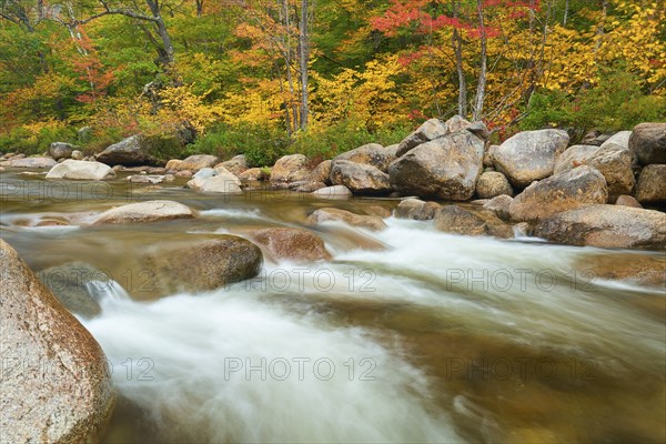 A river flows through a landscape with colourful autumn trees and stones on the banks, the leaves glow in intense colours, autumn, White Mountain, New Hampshire, New England, USA, North America