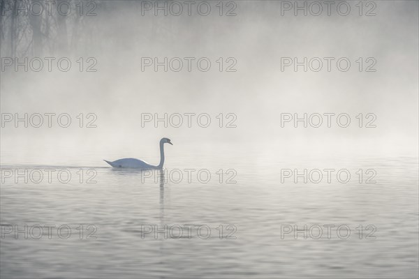 Mute swan (Cygnus olor) silhouette in the morning mist on the water of a lake. Bas-Rhin, Alsace, Grand Est, France, Europe