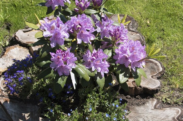 Flowers, Rhododendron in old tree stump, Catawbiense Grandiflorum, Blossoms, Federal Republic of Germany