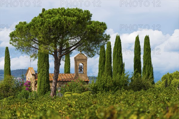 Viticulture, agriculture, agribusiness, winegrower, wine, red wine, plantation, Suvereto, Tuscany, Italy, Europe