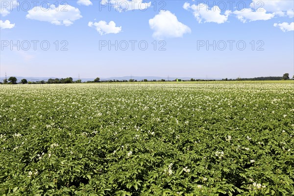 Flowering potato field near Mutterstadt, Rhineland-Palatinate