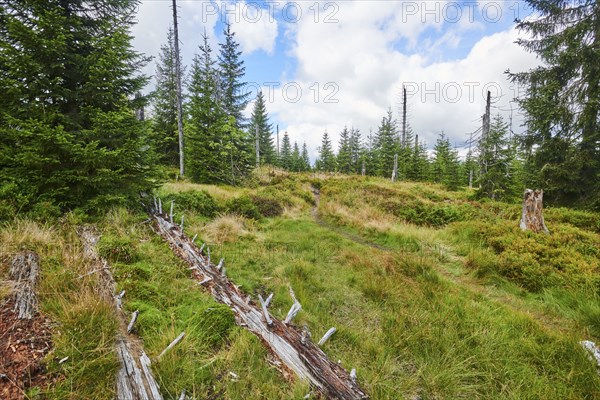 Vegetation with Norway spruce (Picea abies) and colored European blueberry (Vaccinium myrtillus) on Mount Lusen in late summer, Bavarian Forest, Bavaria, Germany, Europe
