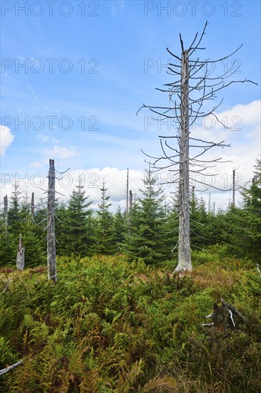 Vegetation with Norway spruce (Picea abies) and colored European blueberry (Vaccinium myrtillus) on Mount Lusen in late summer, Bavarian Forest, Bavaria, Germany, Europe