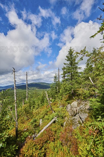 Vegetation with Norway spruce (Picea abies) and colored European blueberry (Vaccinium myrtillus) on Mount Lusen in late summer, Bavarian Forest, Bavaria, Germany, Europe