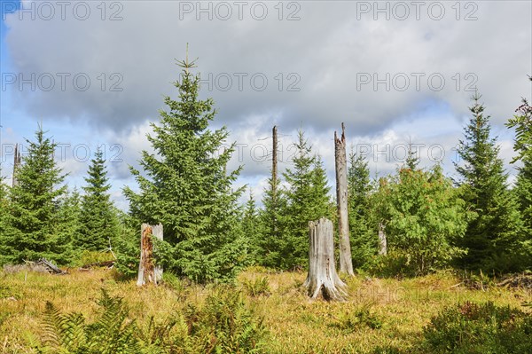 Vegetation with Norway spruce (Picea abies) and colored European blueberry (Vaccinium myrtillus) on Mount Lusen in late summer, Bavarian Forest, Bavaria, Germany, Europe